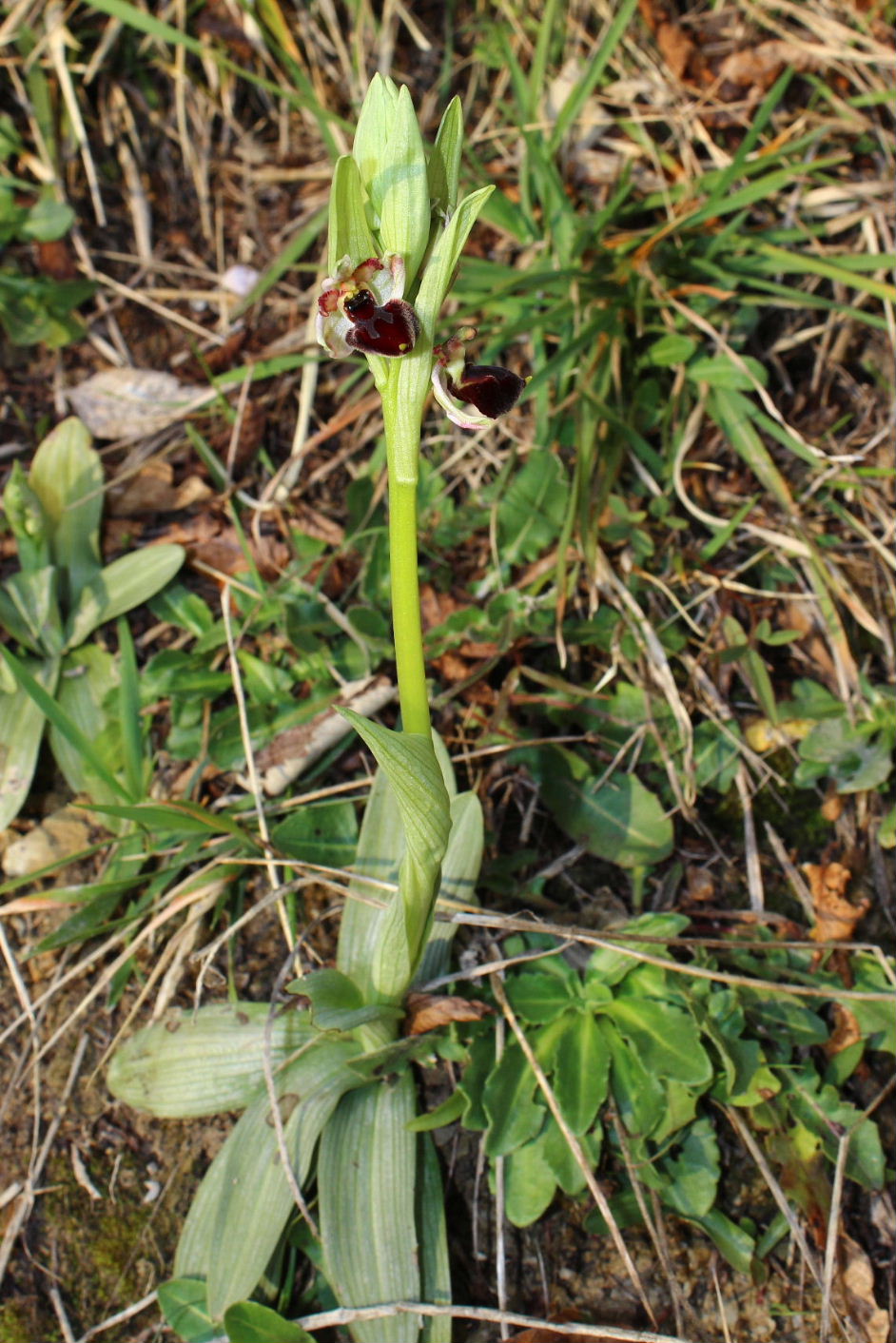 Ophrys exaltata ???