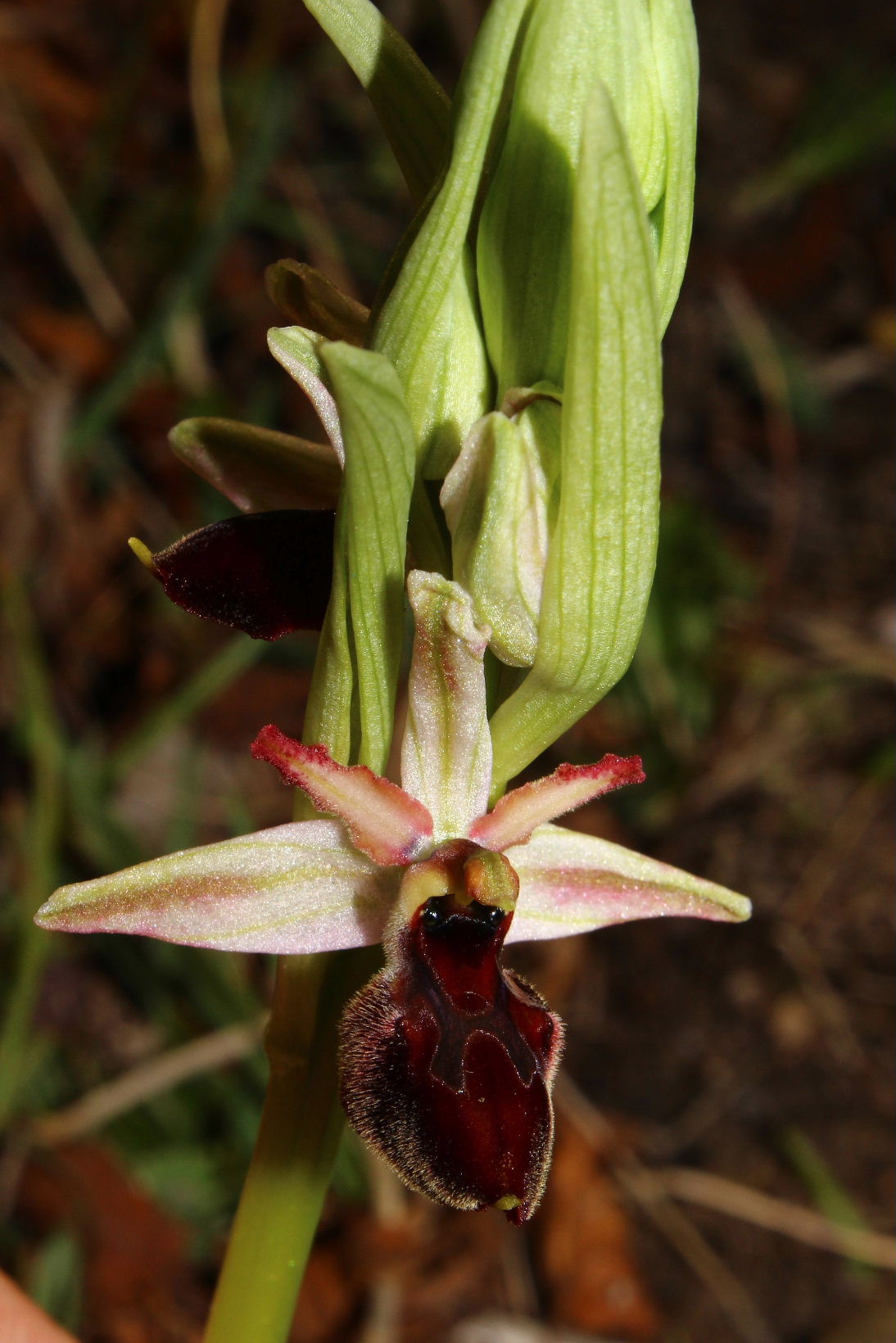 Ophrys exaltata ???