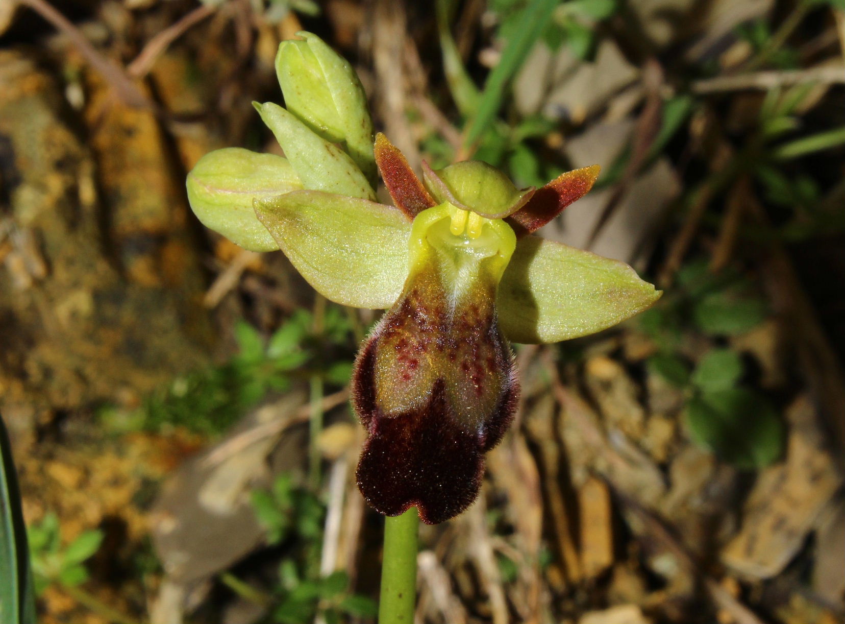 Ophrys forestieri