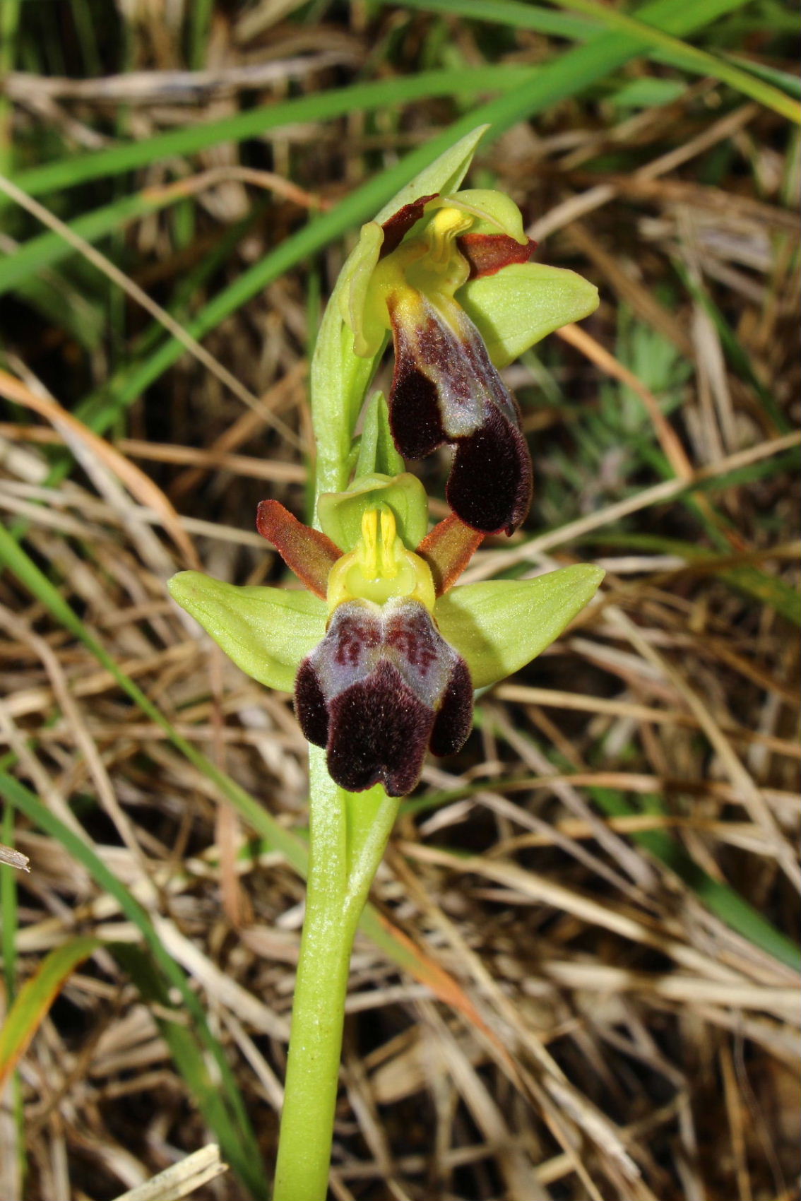 Ophrys forestieri