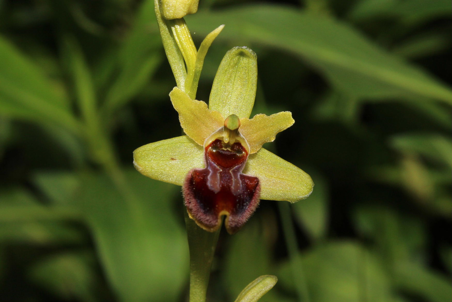 Ophrys incubacea ???