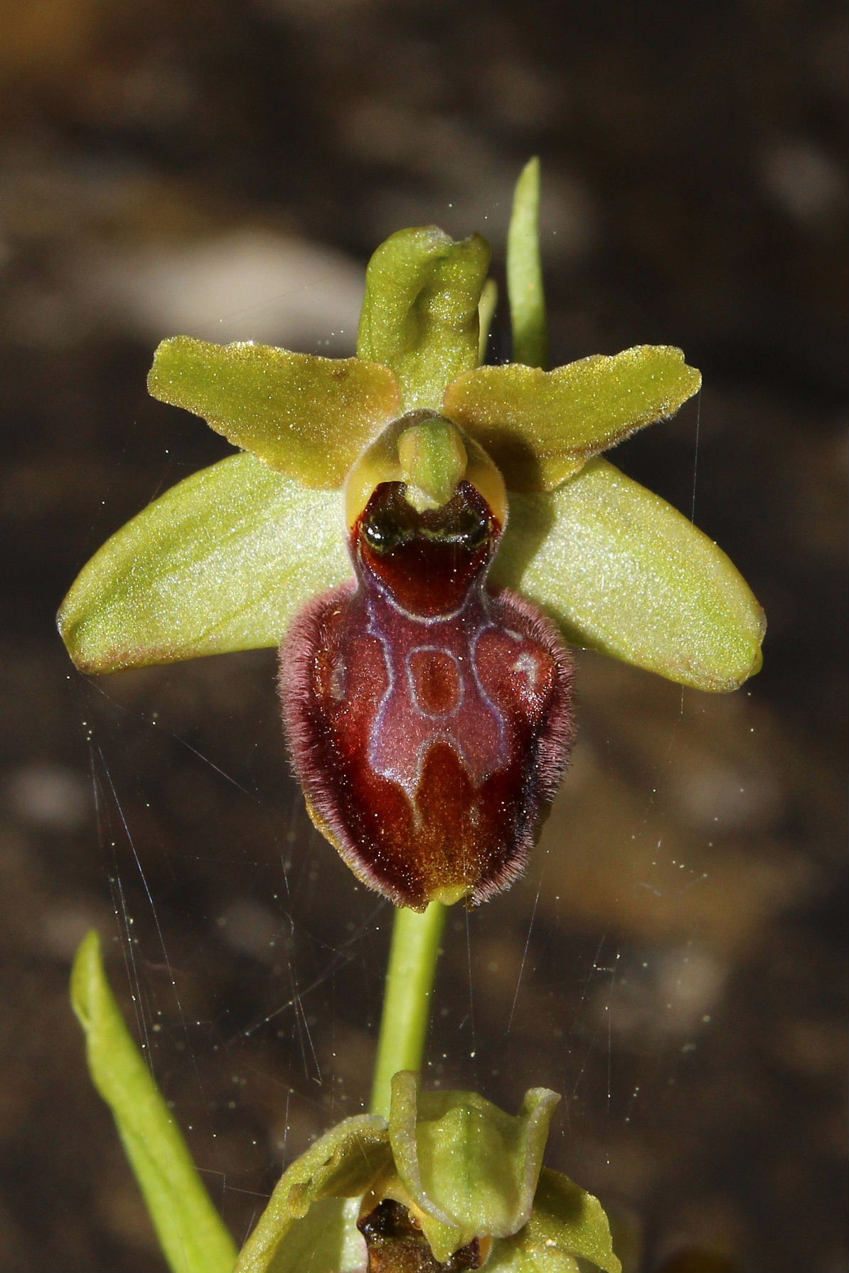 Ophrys incubacea ???