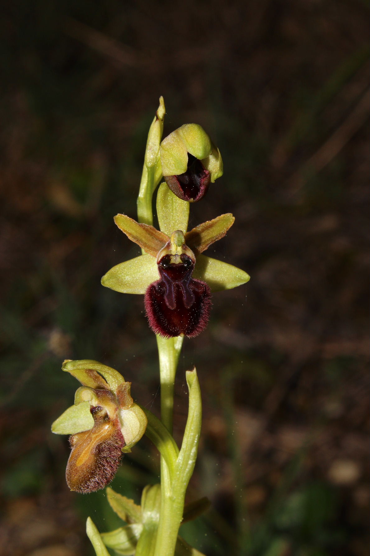 Ophrys incubacea ???