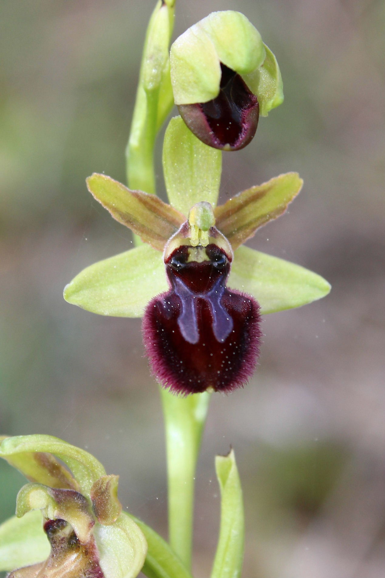 Ophrys incubacea ???