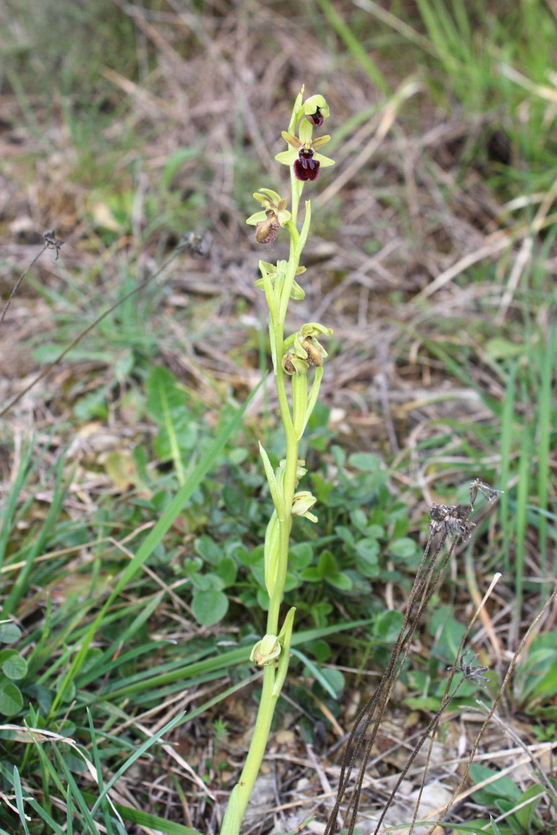 Ophrys incubacea ???