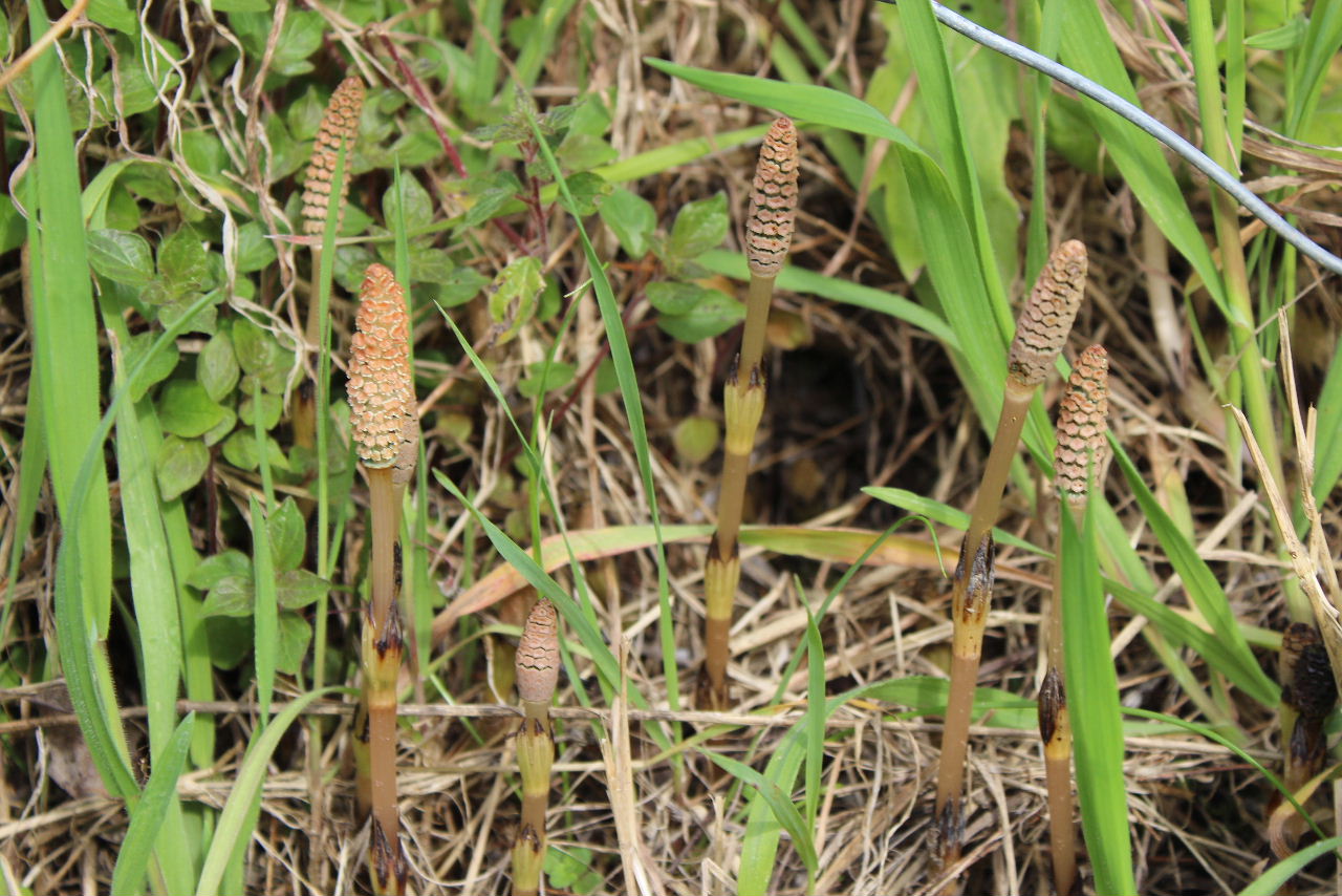 Equisetum arvense