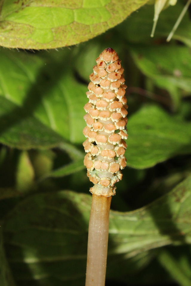 Equisetum arvense