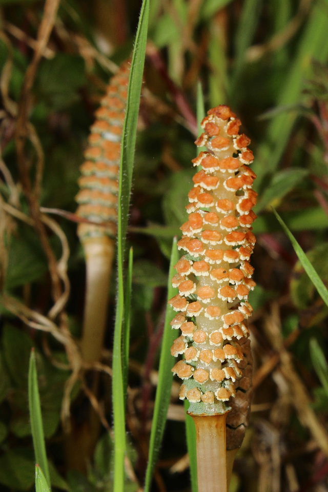 Equisetum arvense