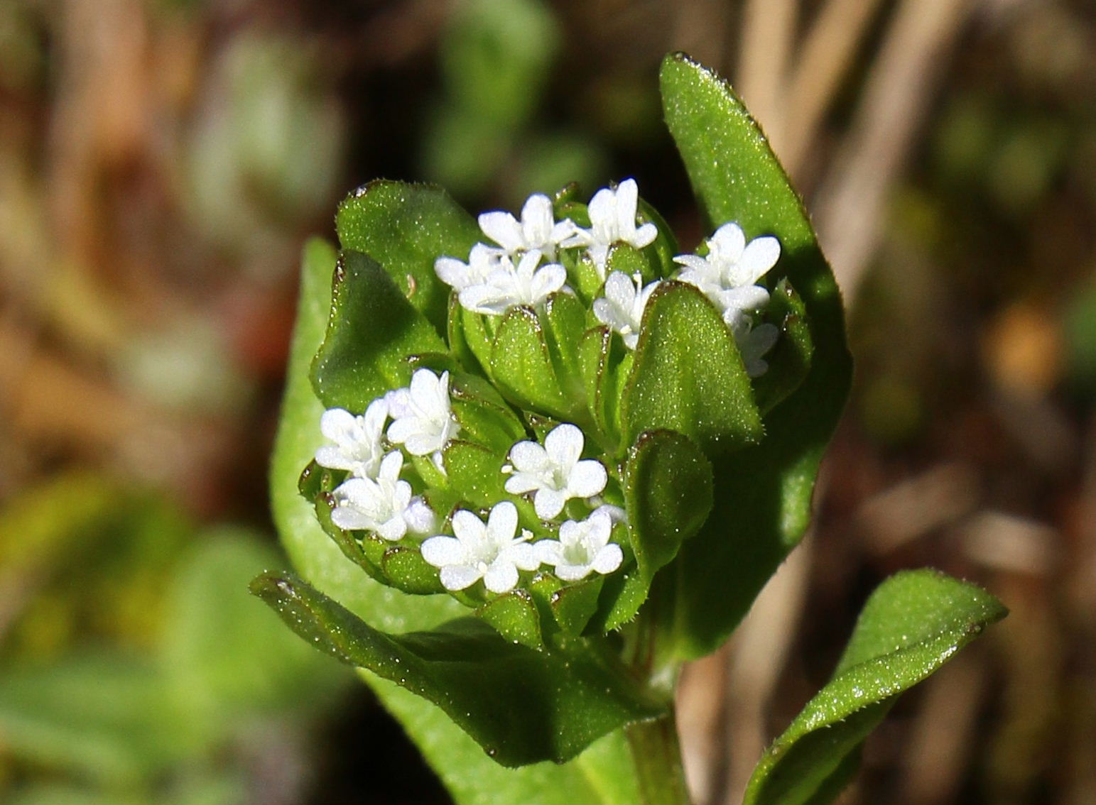 Valerianella cfr.  locusta