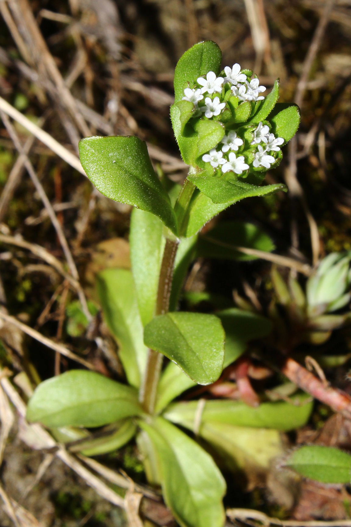 Valerianella cfr.  locusta