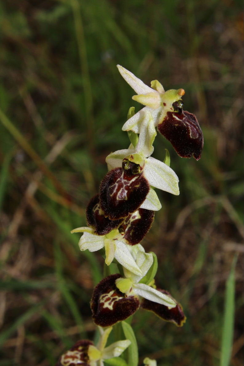 Probabile lusus Ophrys n.d.