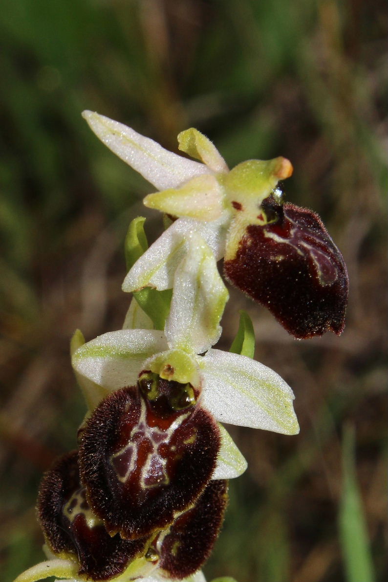 Probabile lusus Ophrys n.d.