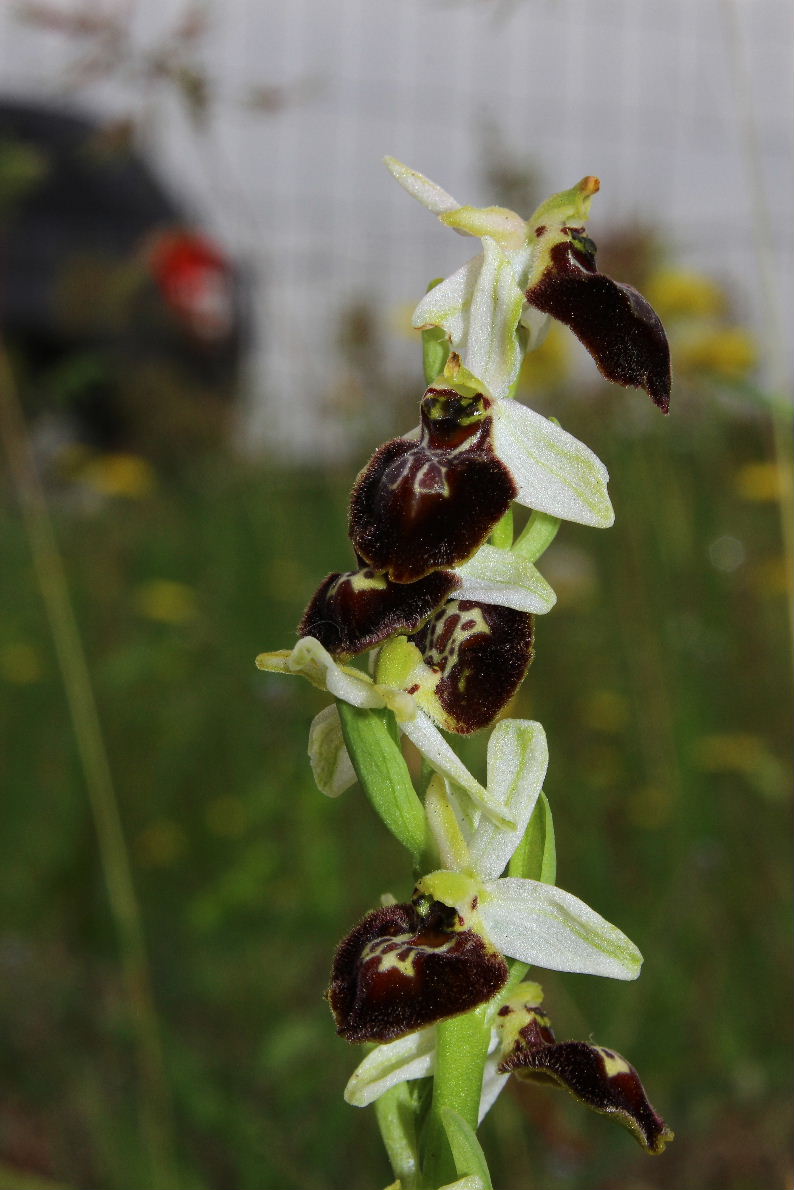 Probabile lusus Ophrys n.d.