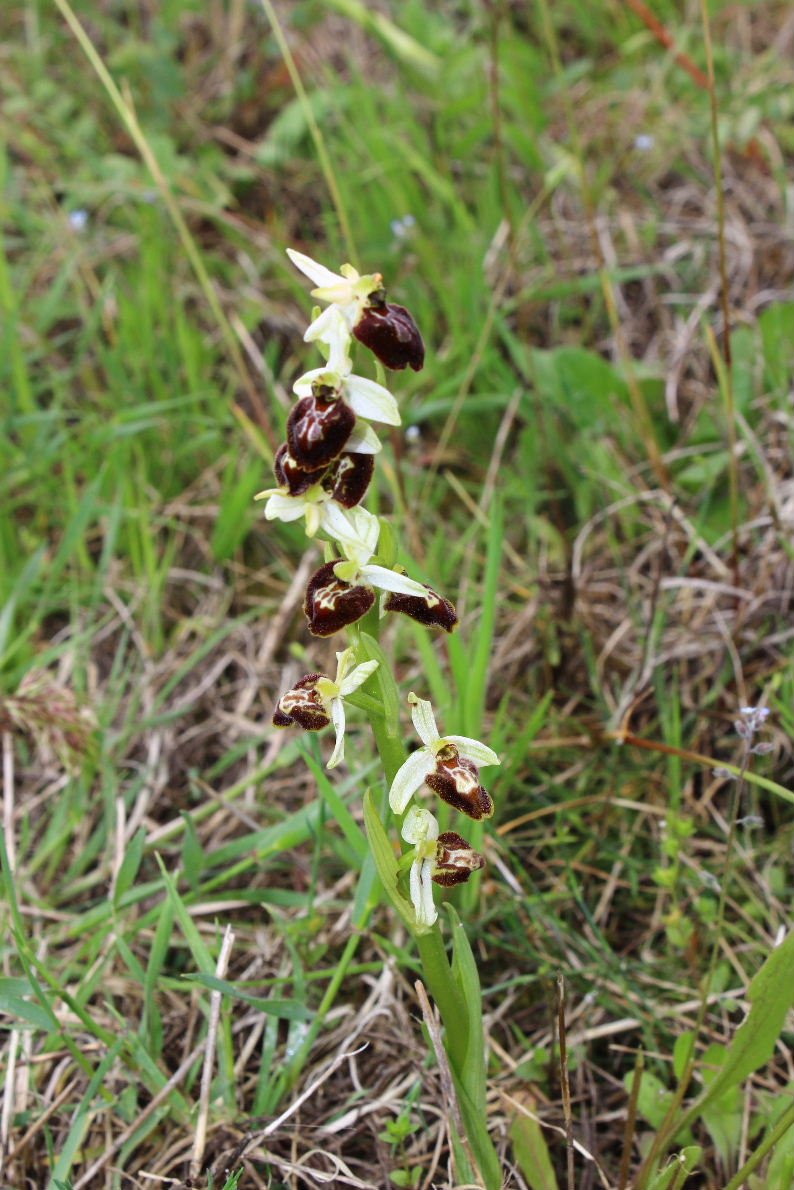 Probabile lusus Ophrys n.d.