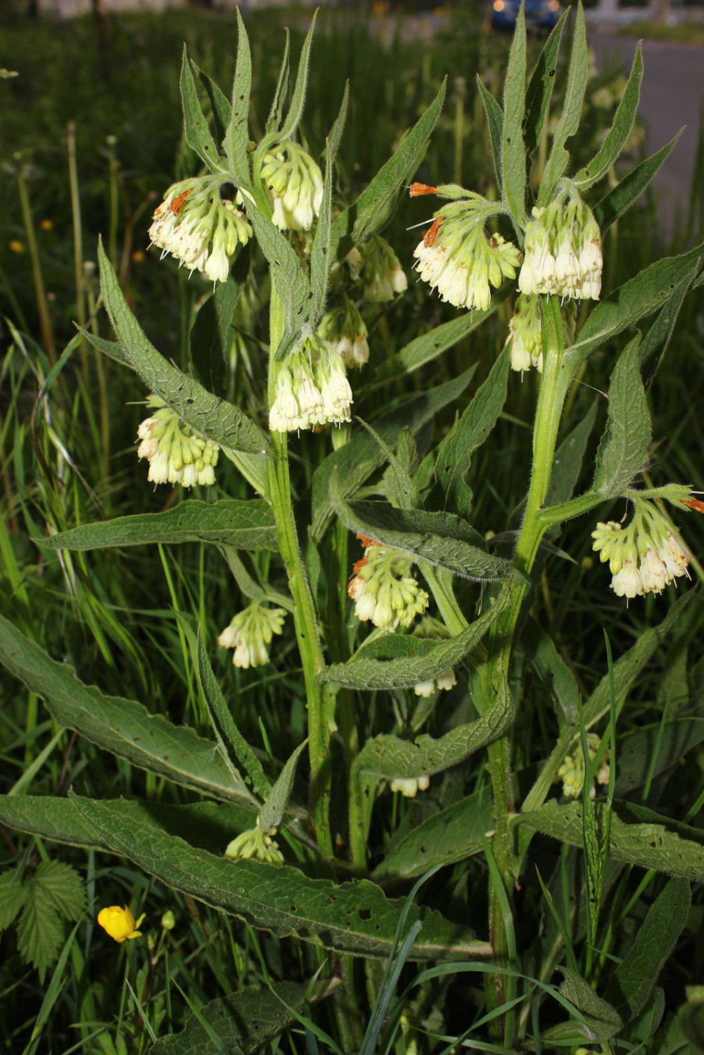 Symphytum officinale / Consolida maggiore