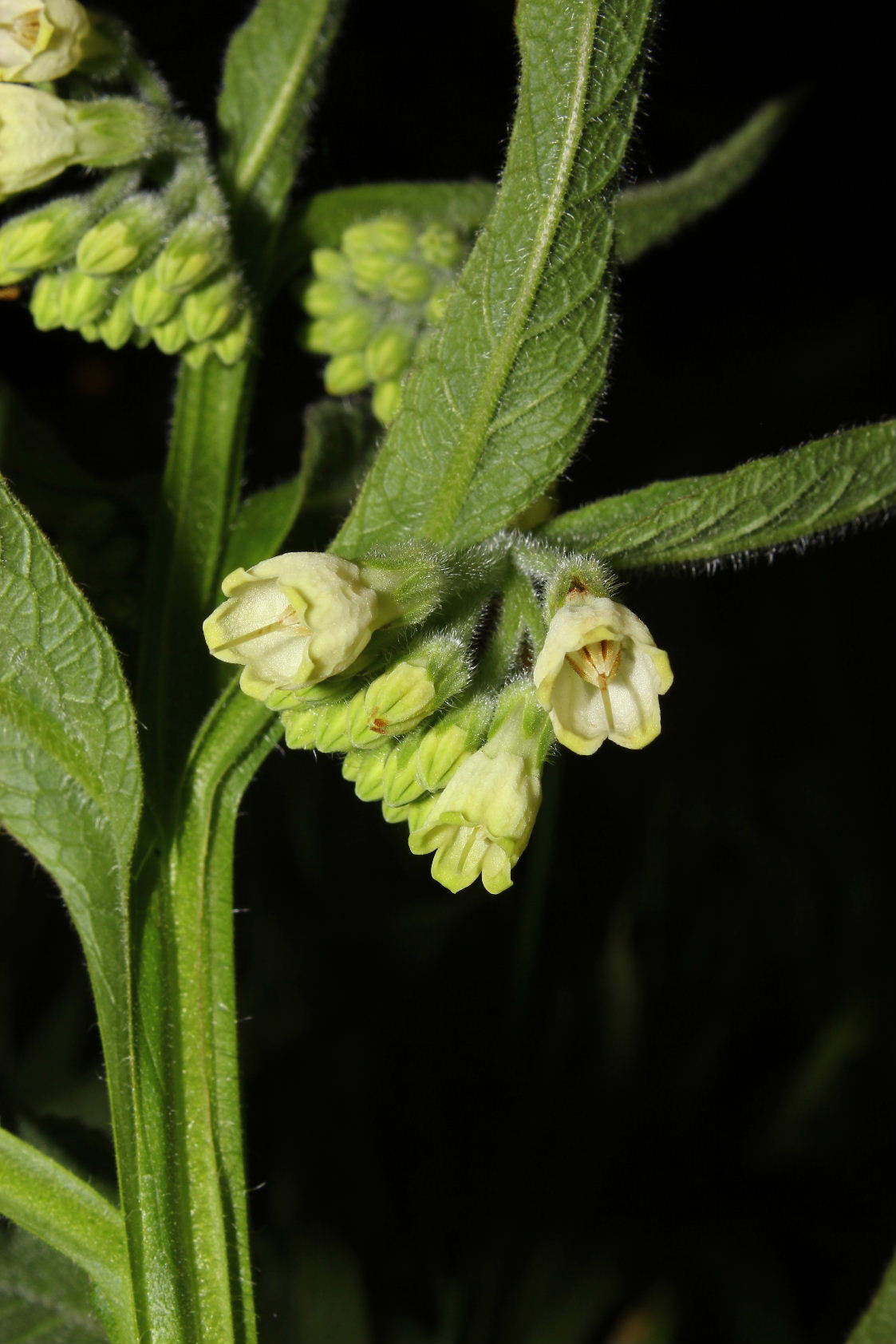 Symphytum officinale / Consolida maggiore