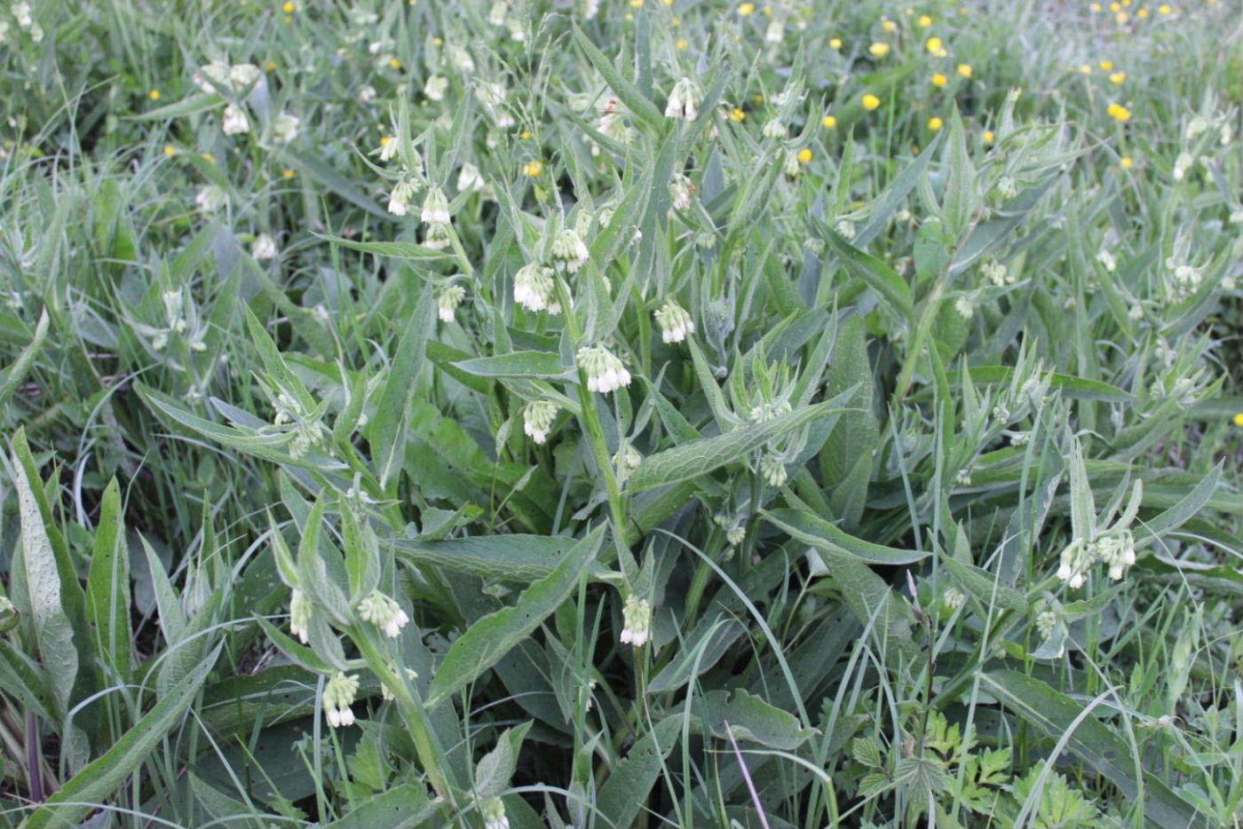 Symphytum officinale / Consolida maggiore