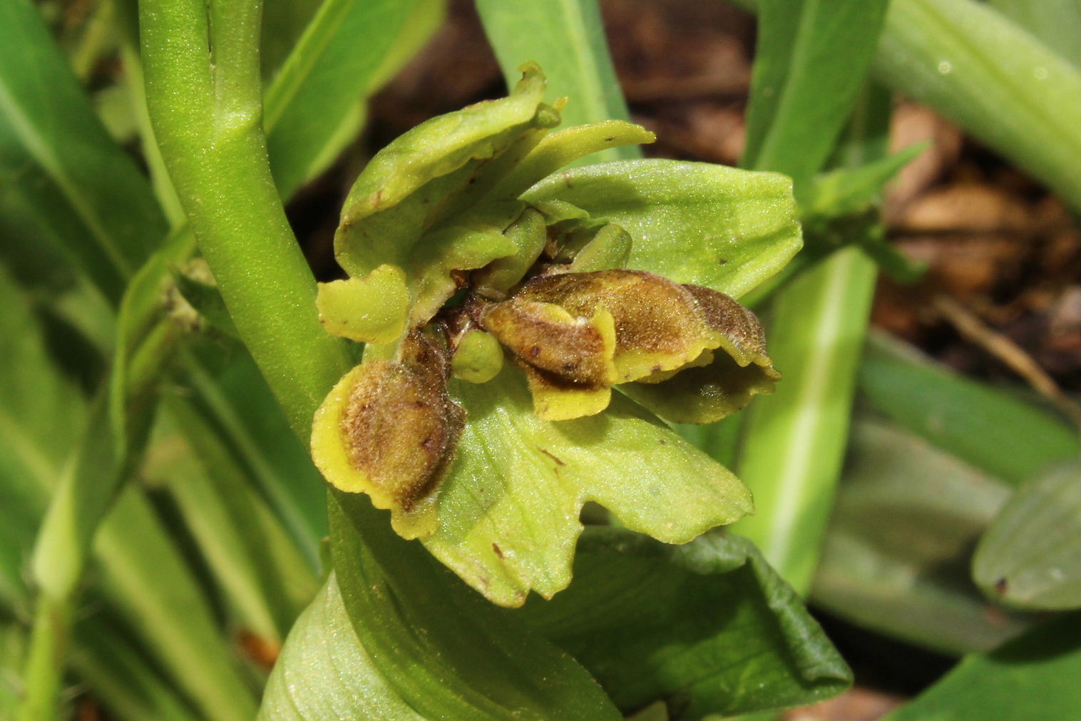 Lusus  di Ophrys litigiosa