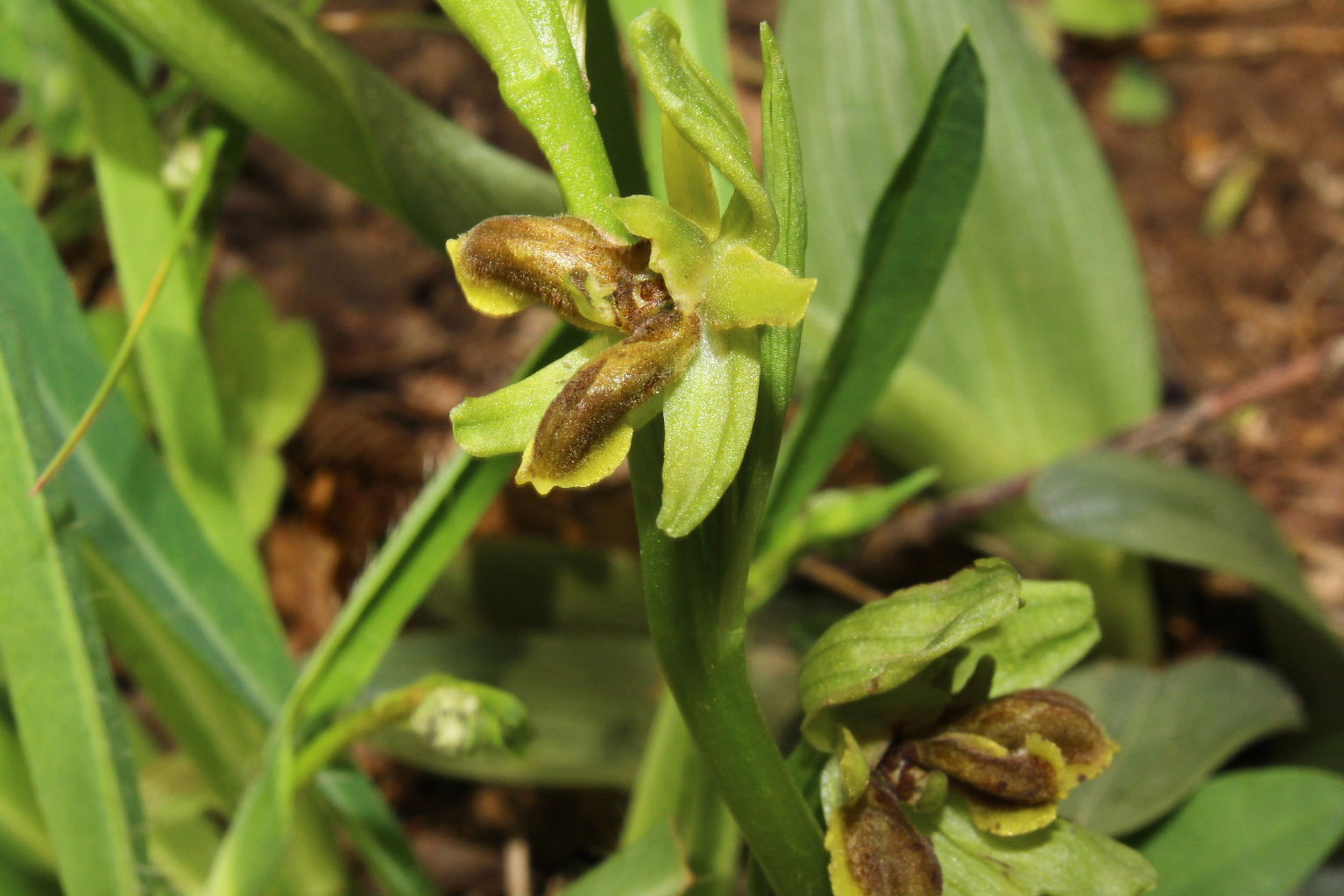 Lusus  di Ophrys litigiosa