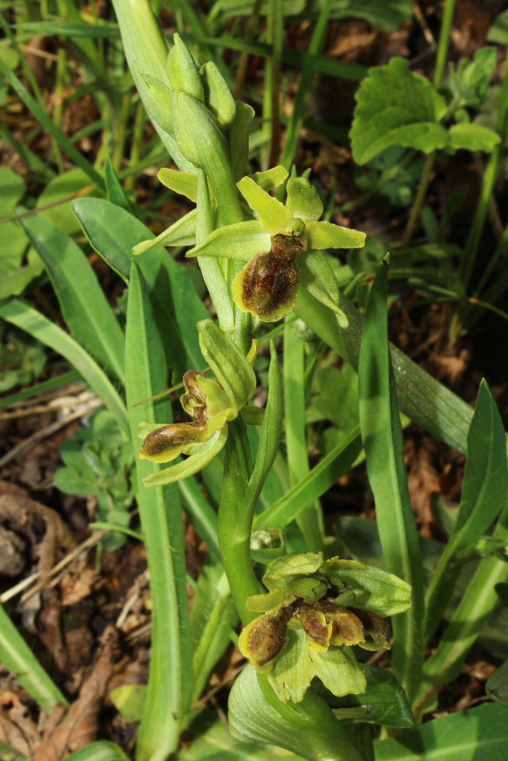 Lusus  di Ophrys litigiosa