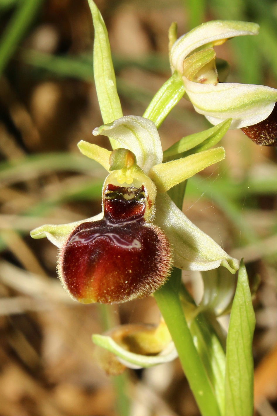 Ophrys da determinare