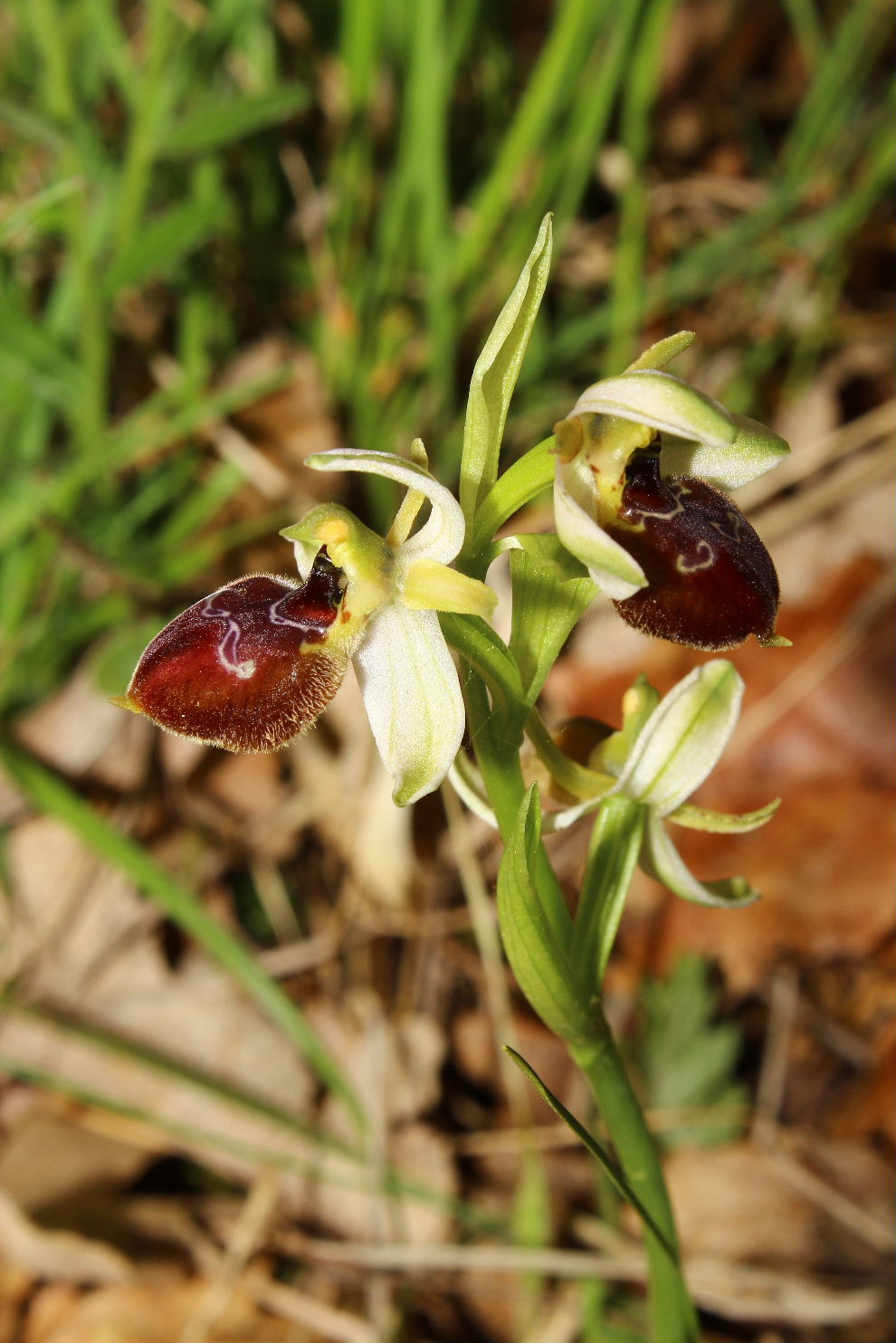 Ophrys da determinare