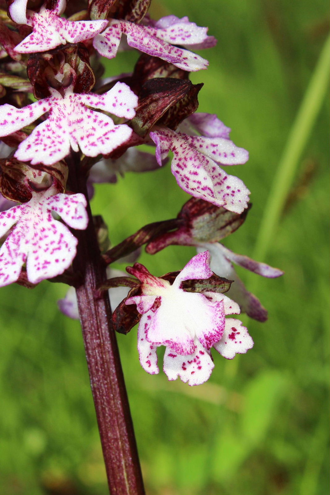 Lusus di Orchis purpurea