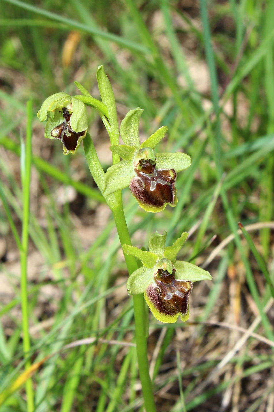 Ophrys da determinare-3