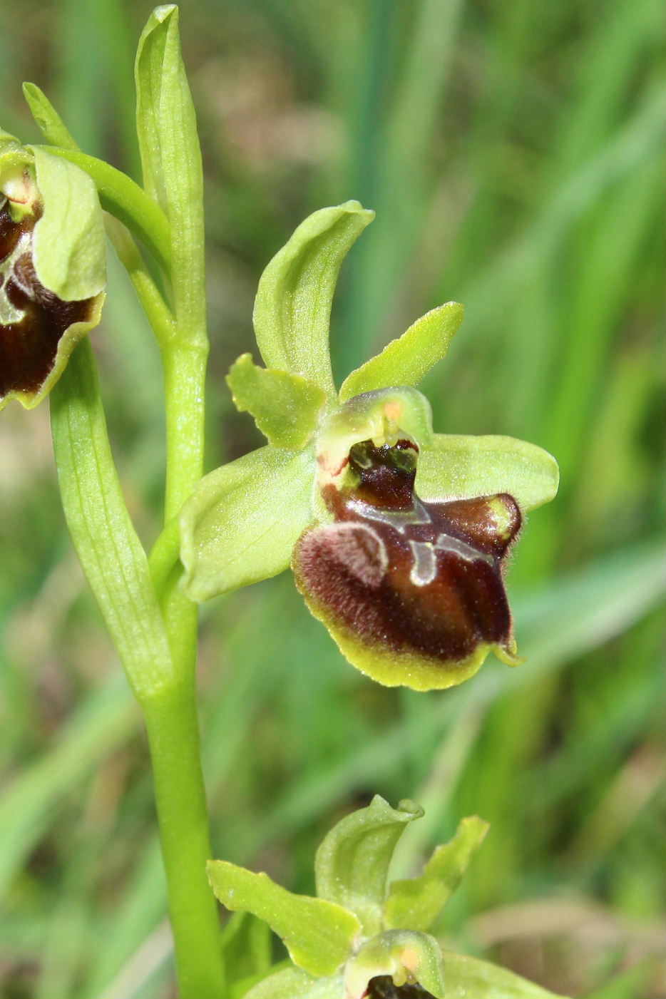 Ophrys da determinare-3