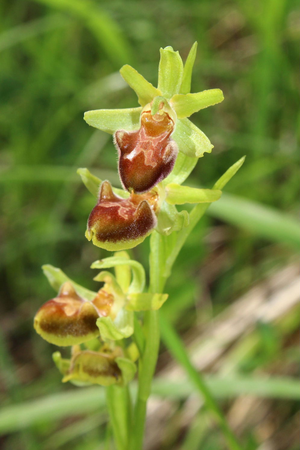 Ophrys da determinare-2