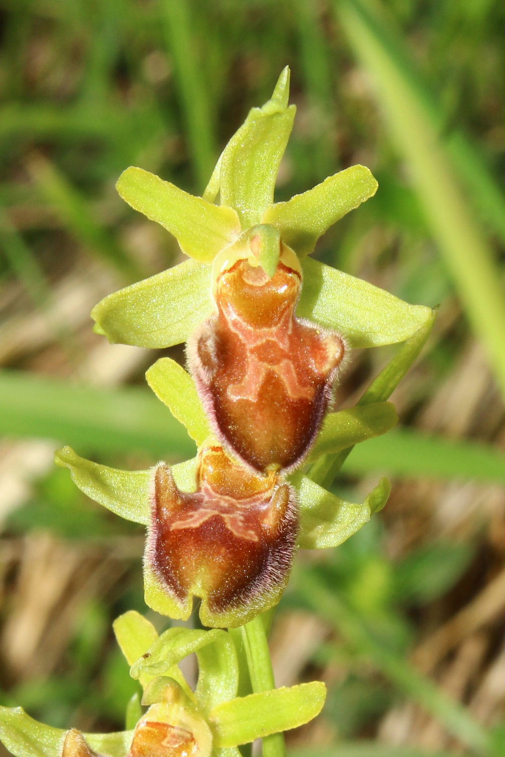 Ophrys da determinare-2