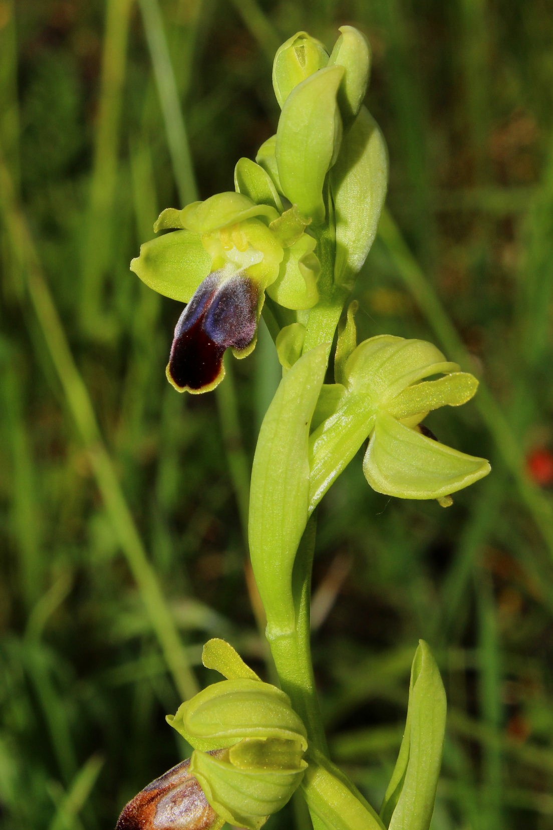 Ophrys funerea