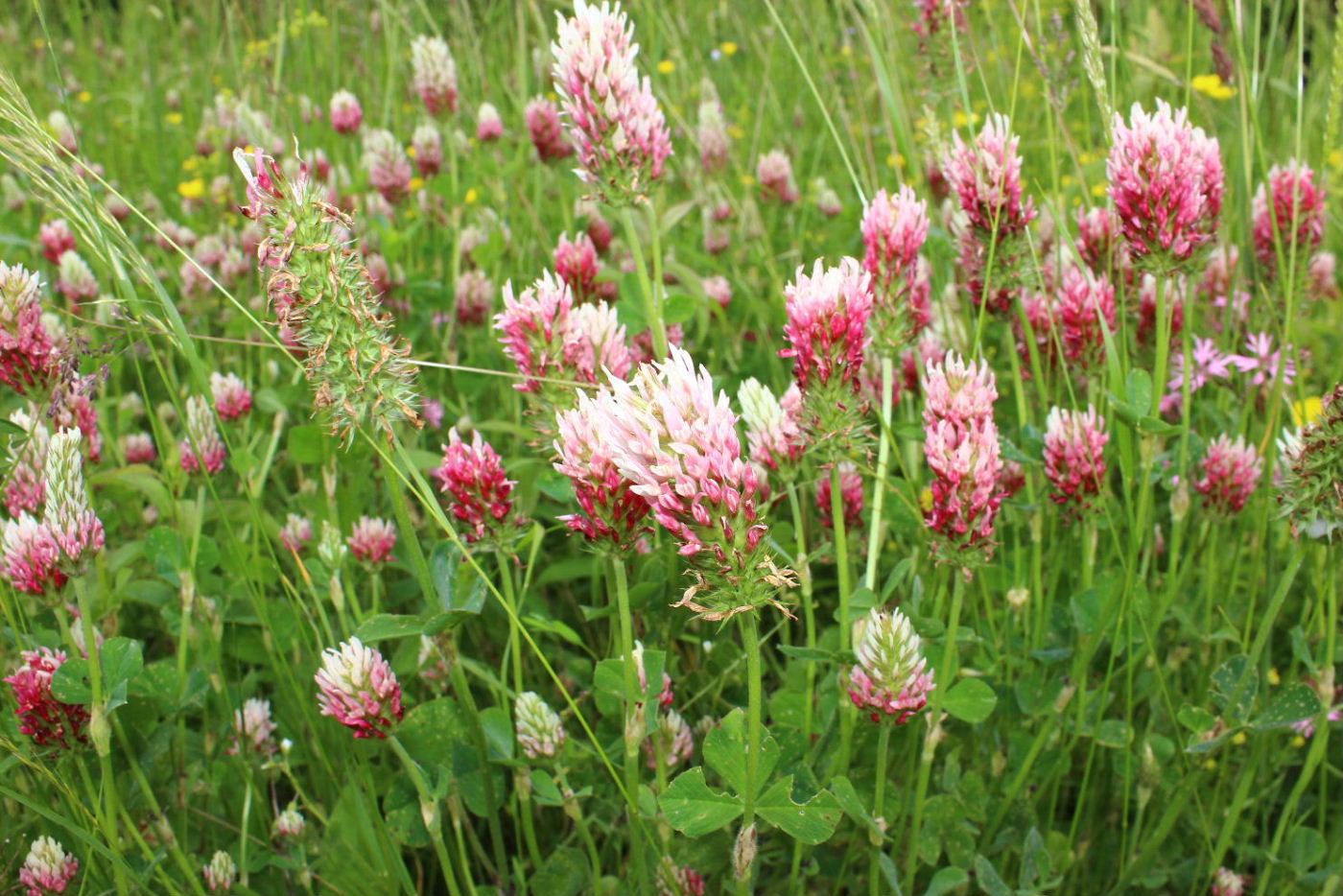 Trifolium incarnatum subsp. molinerii / Trifoglio di Molineri