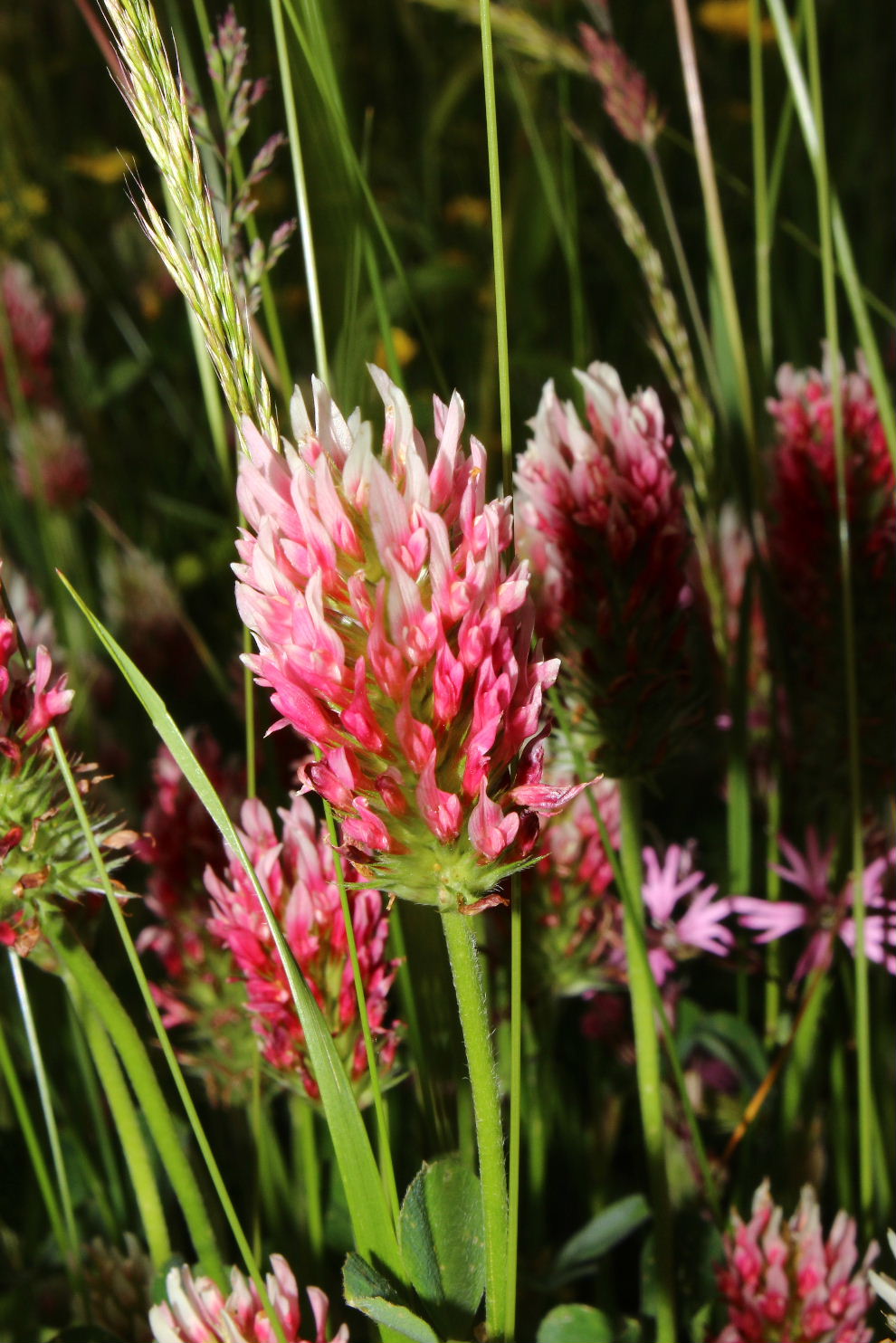 Trifolium incarnatum subsp. molinerii / Trifoglio di Molineri