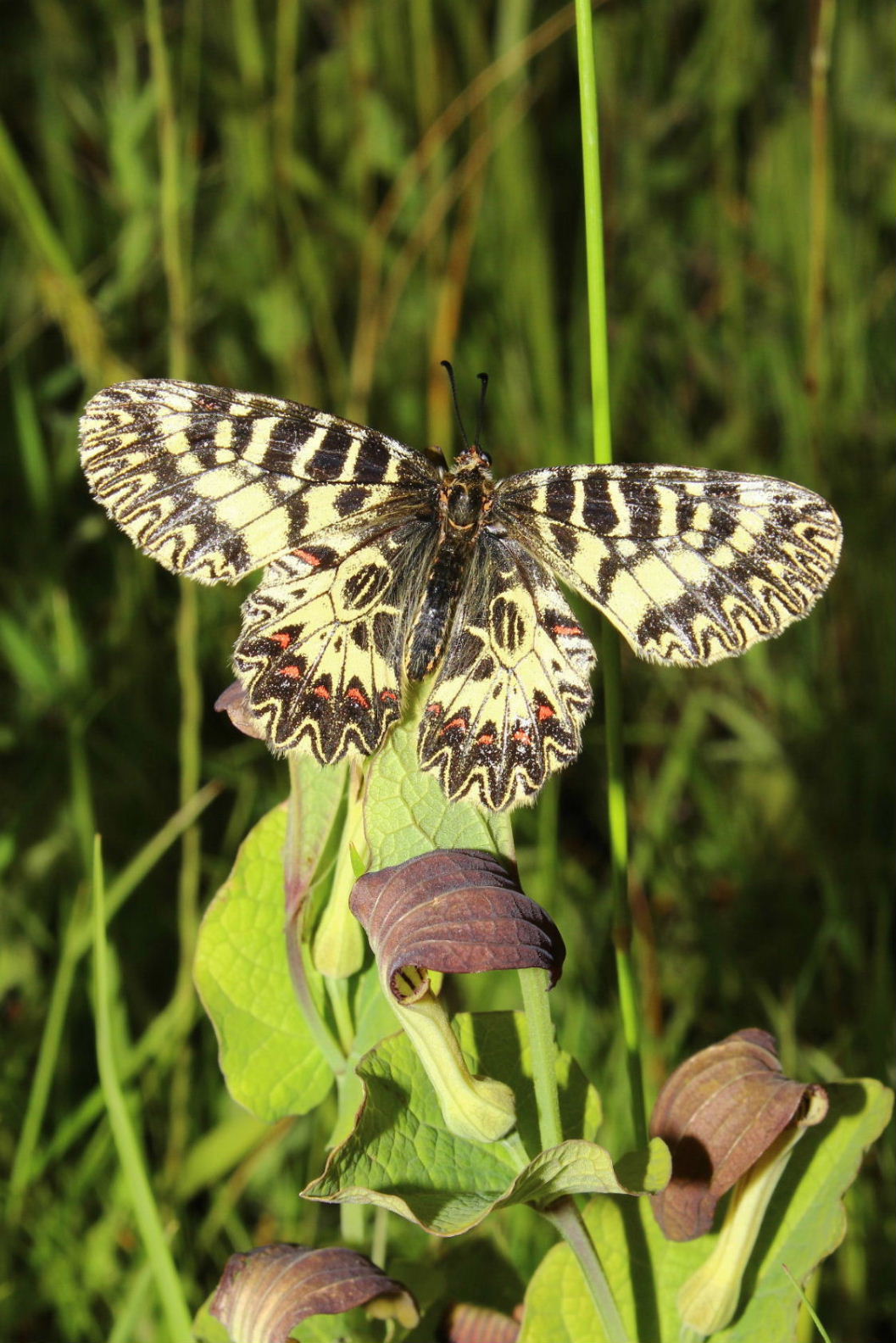 Aristolochia lutea