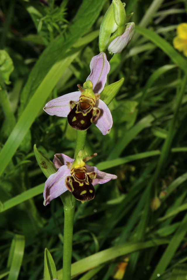 Ophrys apifera var. aurita