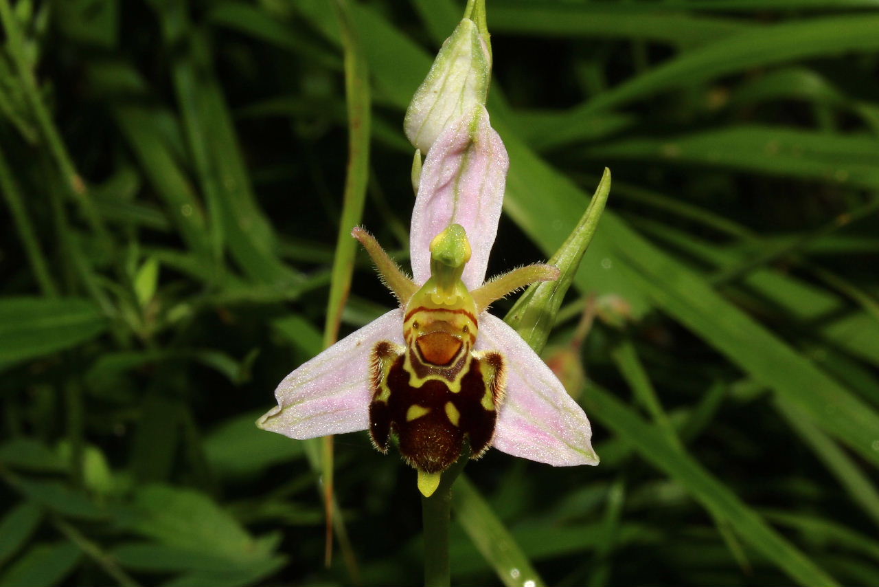 Ophrys apifera var. aurita