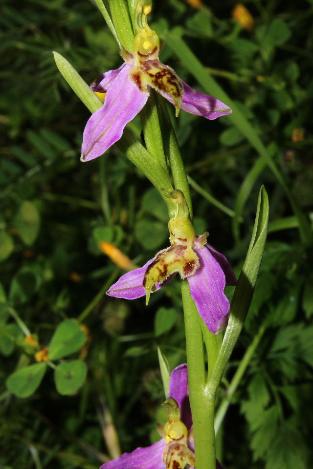 Ophrys apifera var. trollii