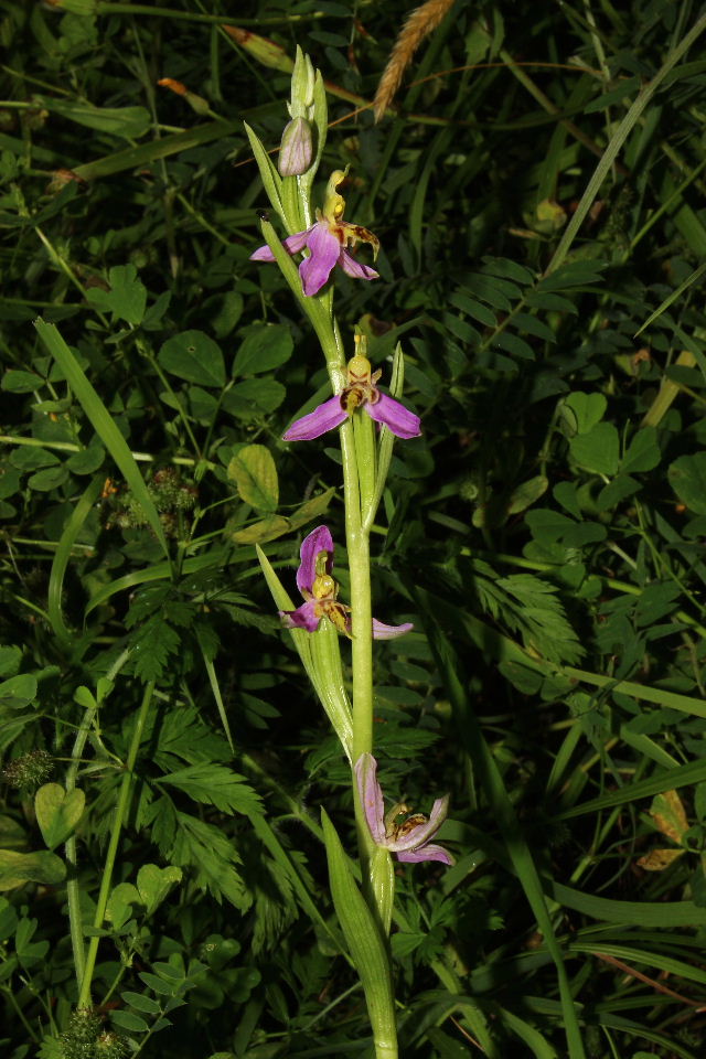 Ophrys apifera var. trollii