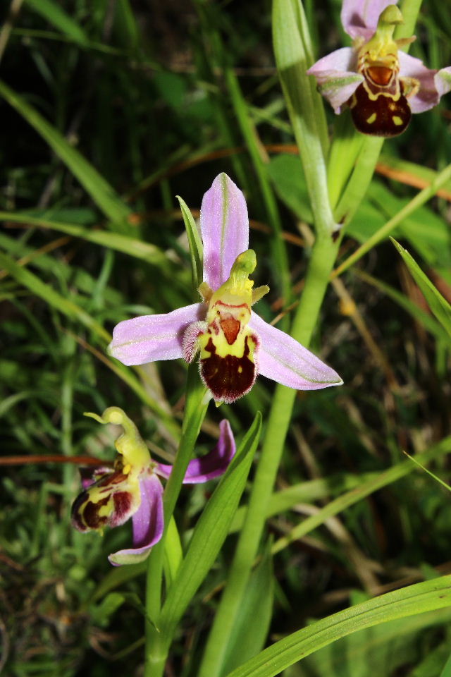 Ophrys apifera var. aurita (strana) !!!