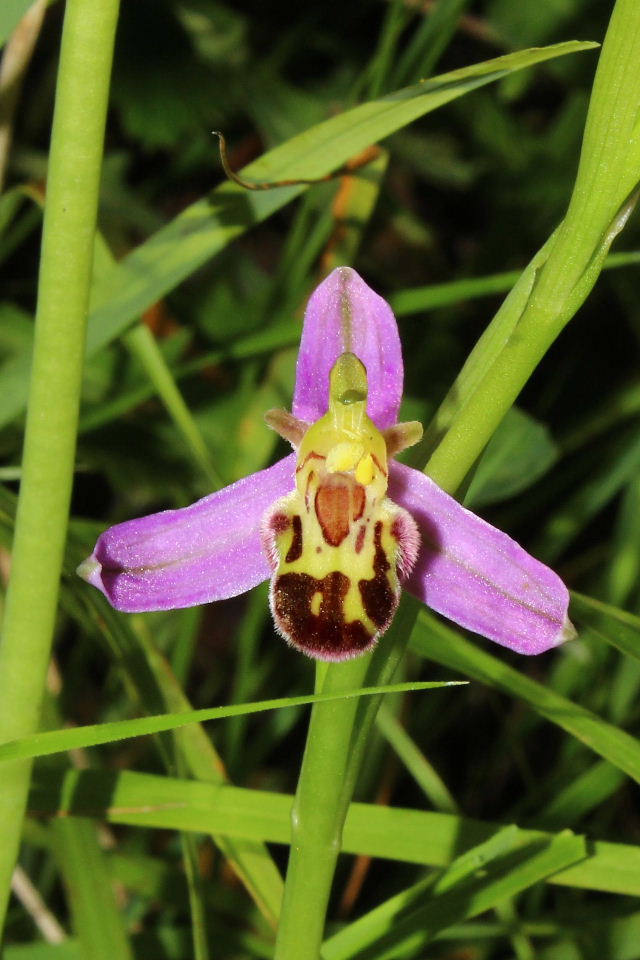 Ophrys apifera var. aurita (strana) !!!