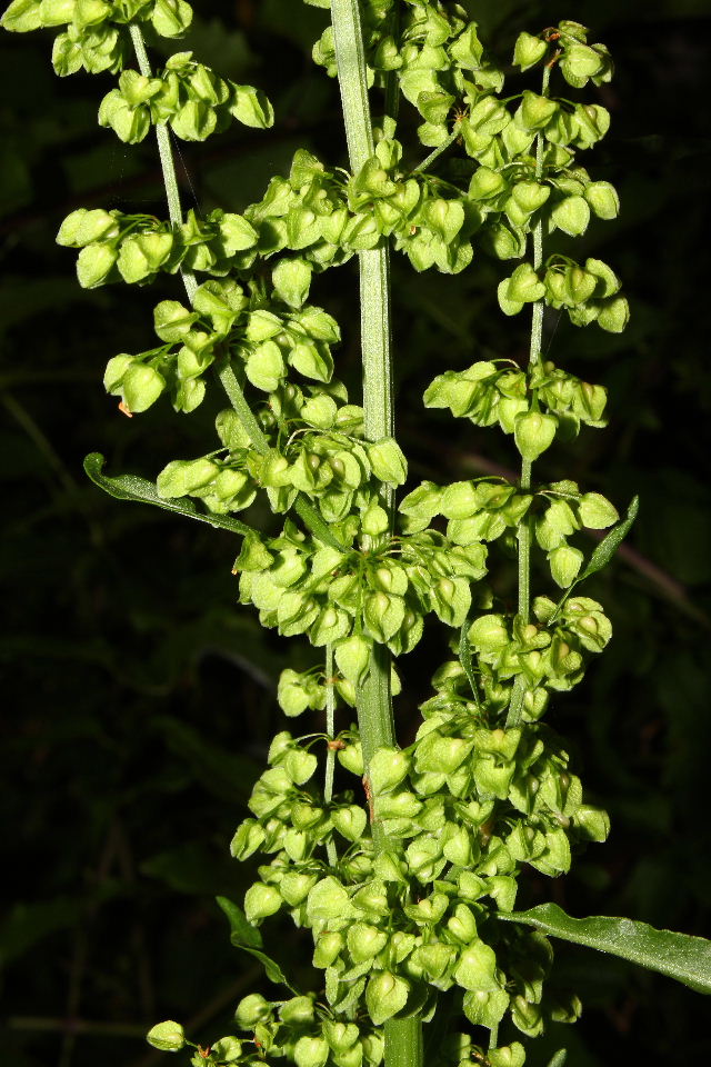 Rumex da determinare-2