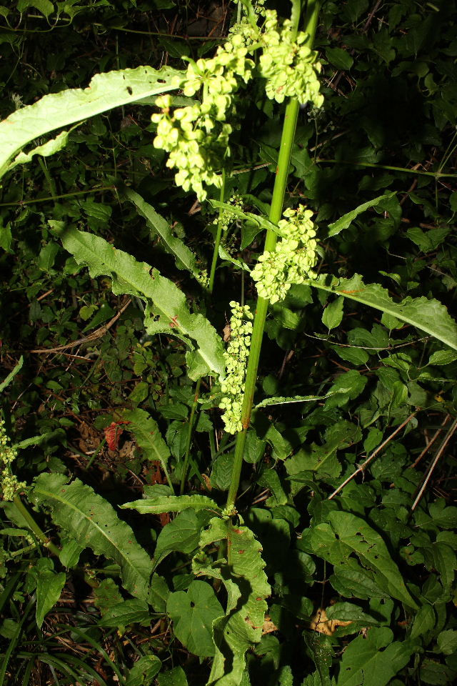 Rumex da determinare-2