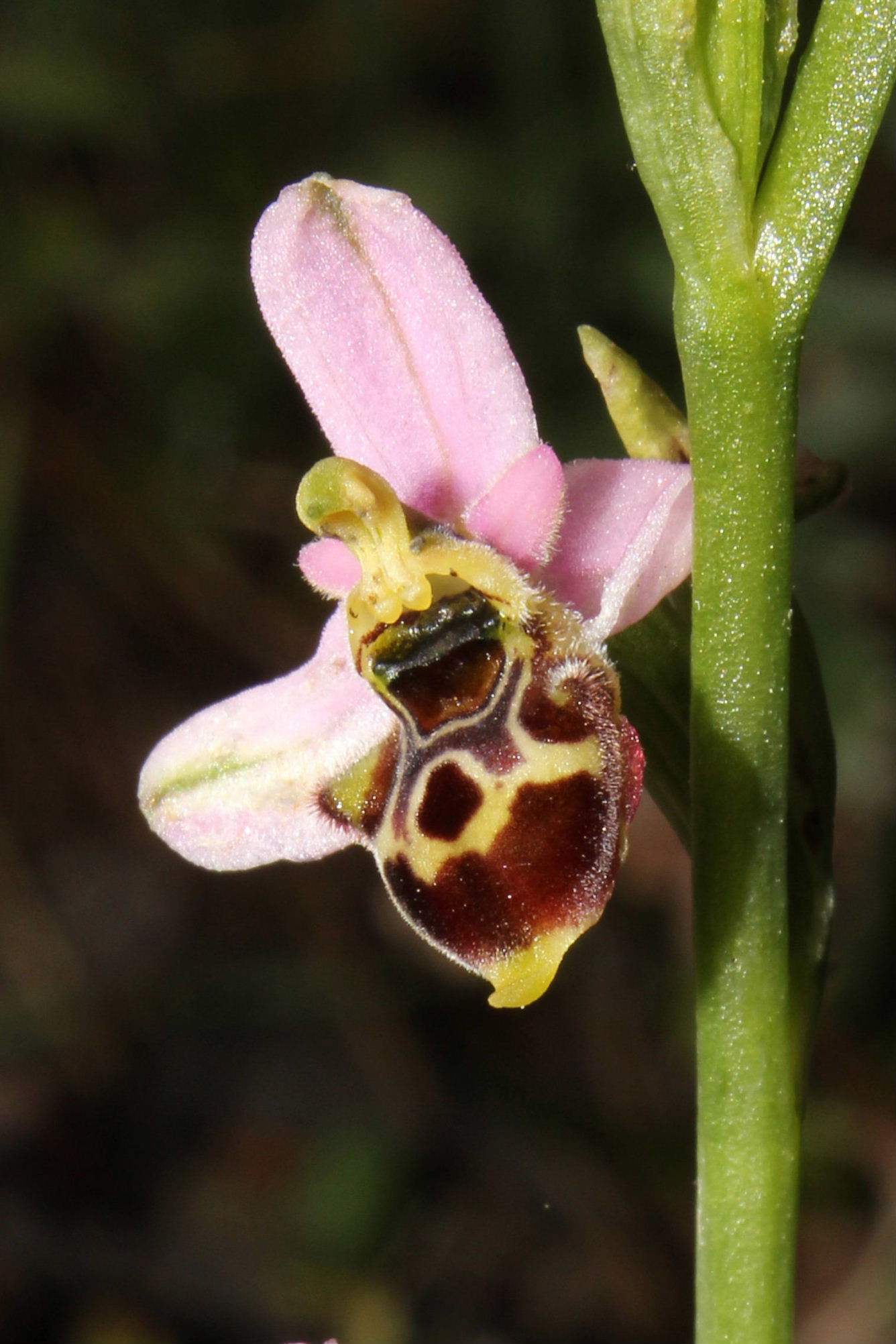 Sono tutte Ophrys tetraloniae ???