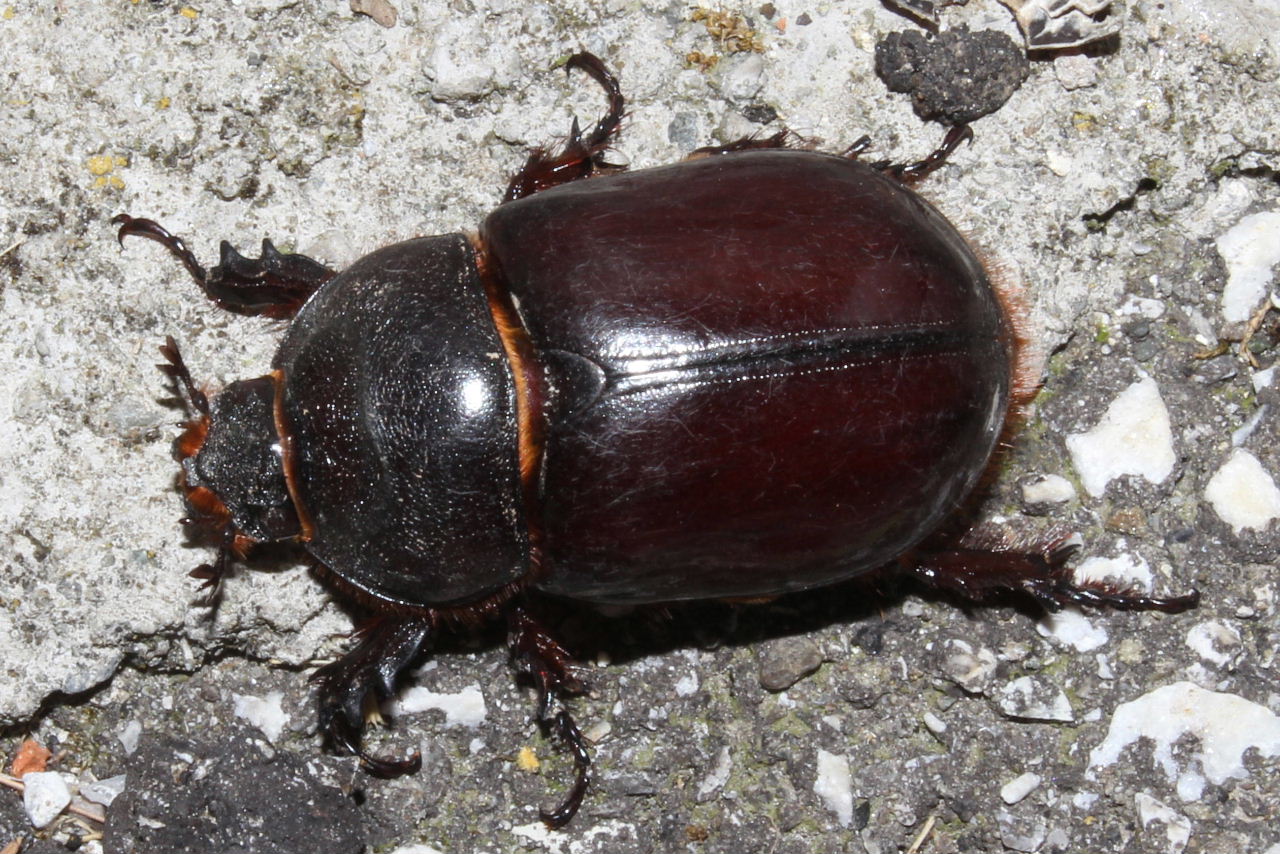 Oryctes nasicornis corniculatus