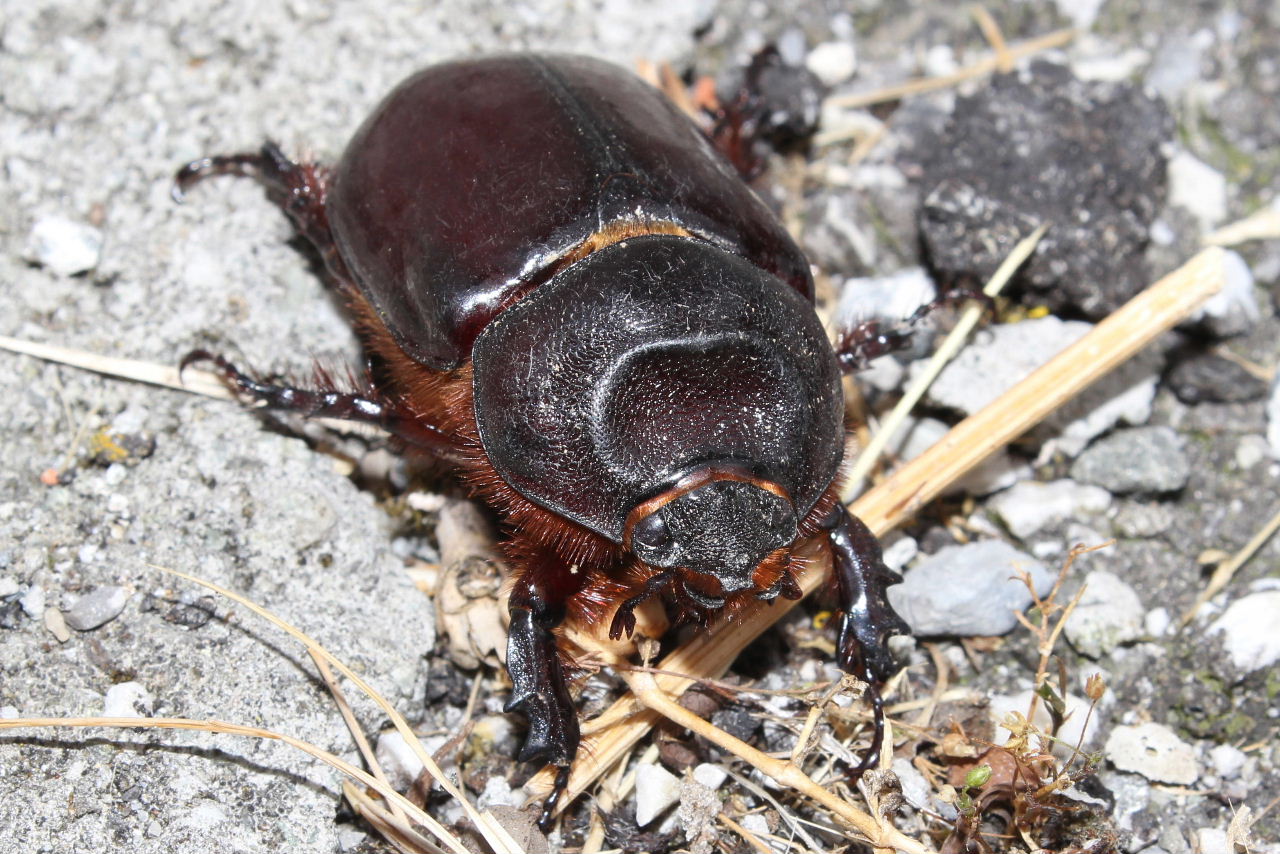 Oryctes nasicornis corniculatus