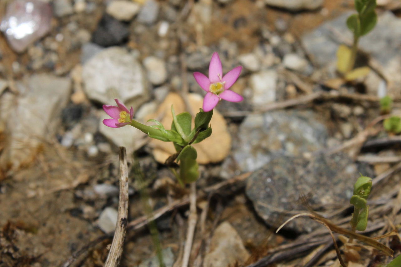 Centaurium pulchellum ???