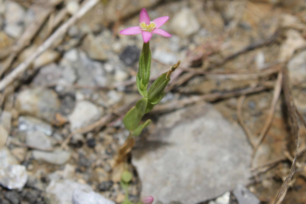 Centaurium pulchellum ???