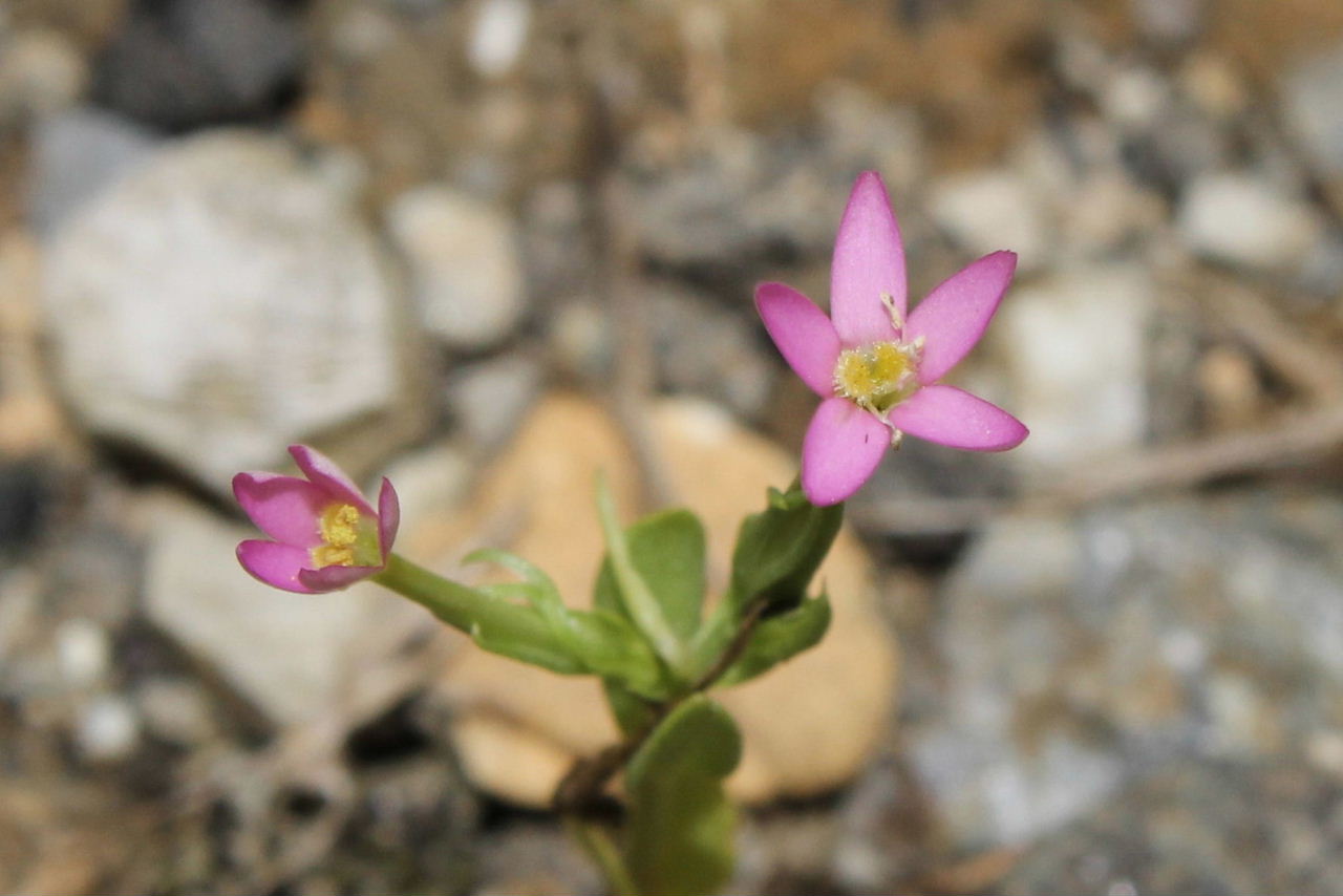 Centaurium pulchellum ???