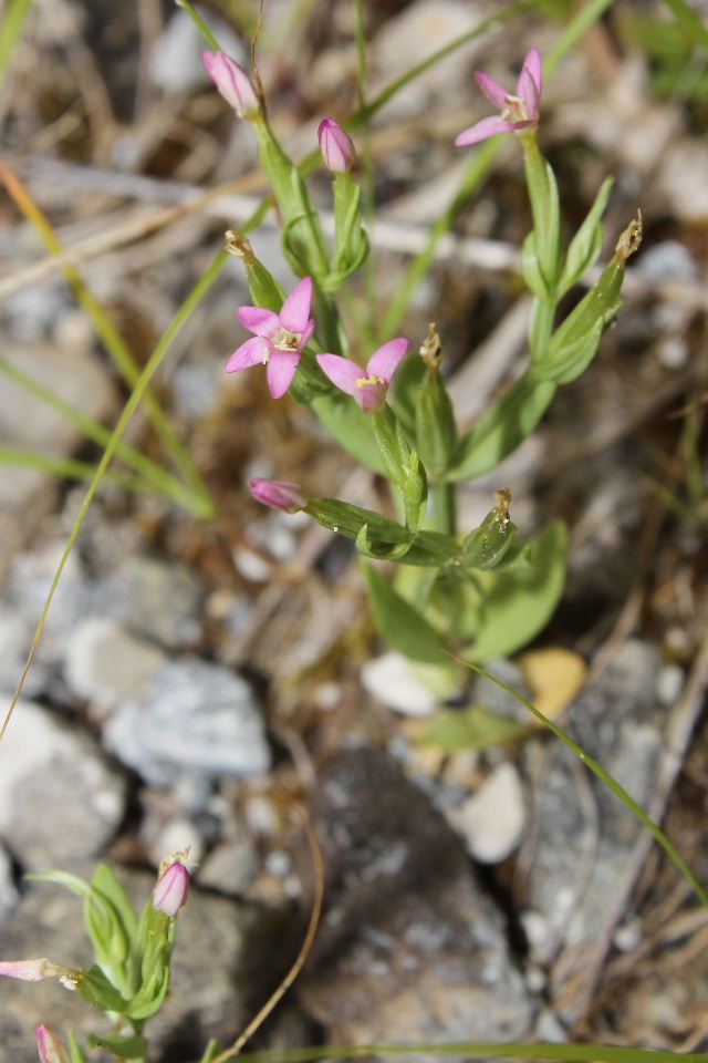 Centaurium pulchellum ???